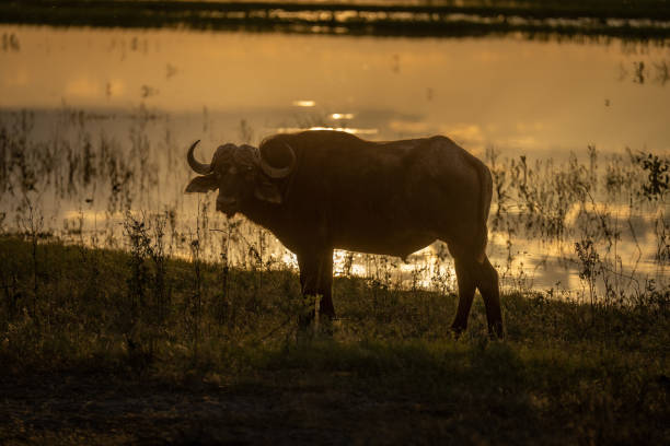 istock Cape buffalo stands in silhouette on riverbank 1457968022