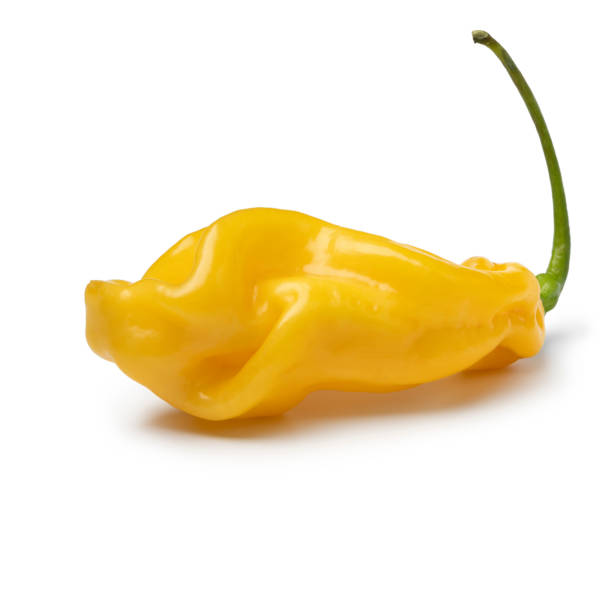 istock Single fresh yellow scorpion chili pepper on white background 1457968031