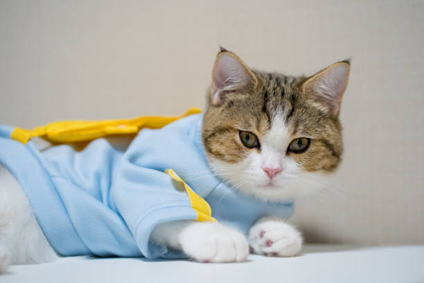 istock scottish cat clothing blue shirt with copy space background 1457968089