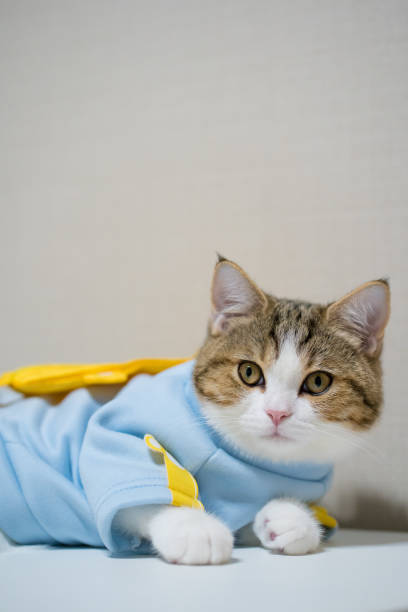 istock scottish cat clothing blue shirt with copy space background 1457968107