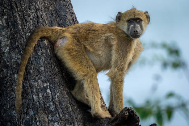 istock Chacma baboon on branch looking at camera 1457968291