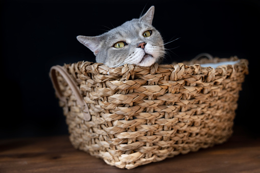British sorthair cat in basket