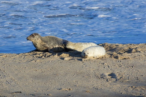 Two baby seals with mum on the beach.