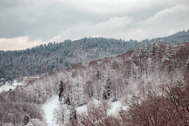 istock Freiburg im breisgau 1457970602