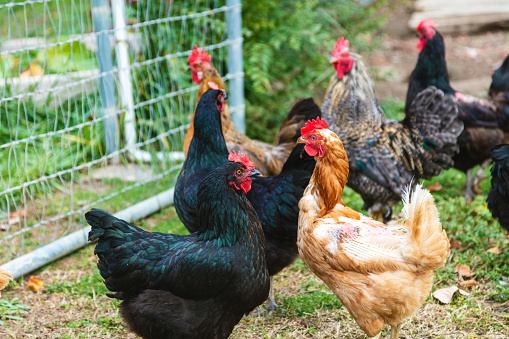 Chickens and Rural Western USA Farmers ad Farms Agriculture Livestock and People Photo Series