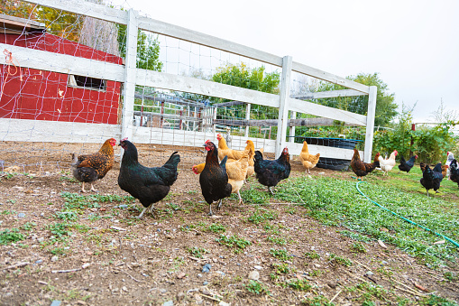 Chickens and Rural Western USA Farmers ad Farms Agriculture Livestock and People Photo Series