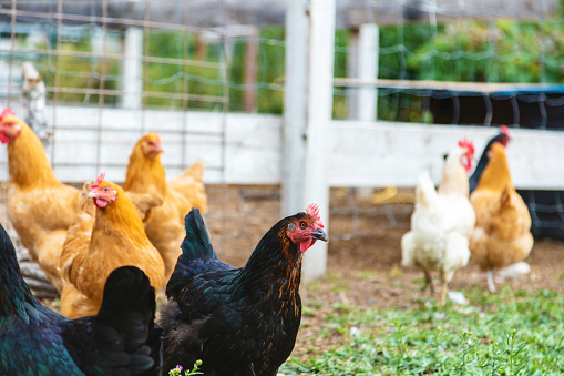 Chickens and Rural Western USA Farmers ad Farms Agriculture Livestock and People Photo Series