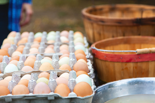 Rural Western USA Farmers ad Farms Agriculture Livestock and People Fresh Farm Eggs in Cartons Photo Series