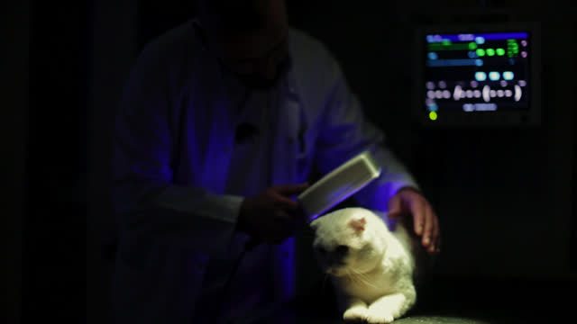 scottish fold cats at veterinary clinic