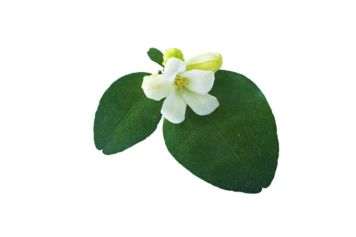 Small white tropical flower with green leaves at twig