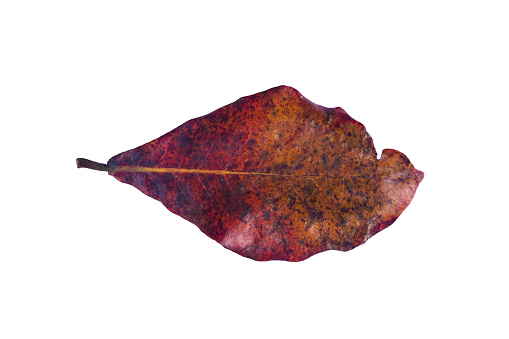 Dried red colored tropical leaf on white background  in season
