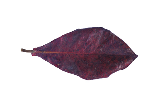 Isolated  dried red colored tropical leaf on white background