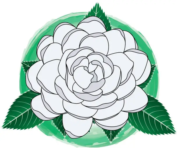 Vector illustration of Illustration of Glory Bower blooming flower with leaves on blue circle background.
