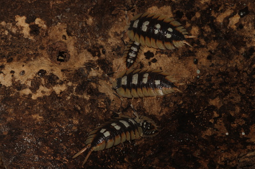 Porcellio expansus Isopod group with juveniles on Cork Bark