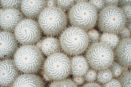 Cacti, called in Latin Mammillaria geminispina, has fine white spines and long thick ones. The spines are arranged in spirals and come from top of the cactus ball. Photo taken in high angle view.