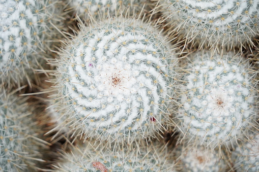 Cacti with fine white spines and long thick ones called in Latin Mammillaria geminispina. The spines are arranged in spirals and come from top of the cactus ball. Photo taken in high angle view.