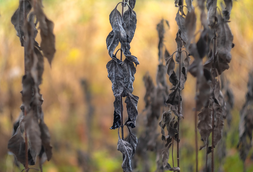 Lifeless and frozen wrinkled colorless leaves of shrubs in autumn
