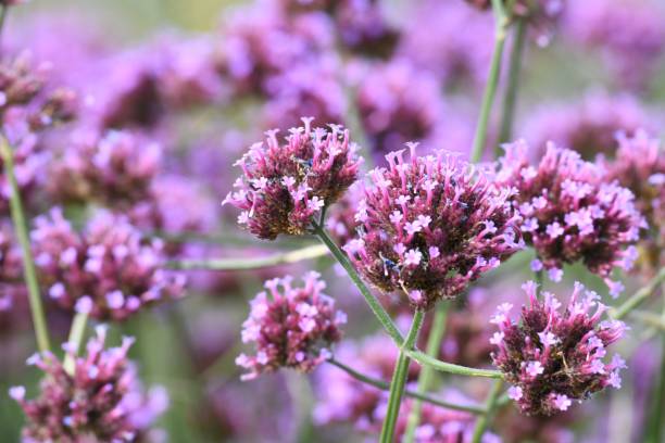 istock Purple Flower Balls 1457982378