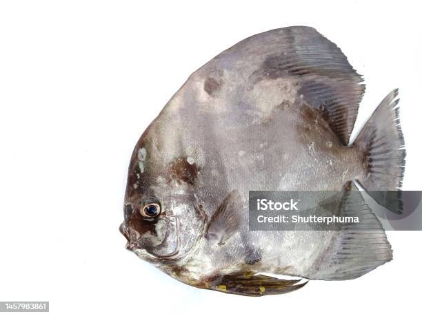 Fresh Batfish Stock Photo - Download Image Now - Batfish - Platax, Brown, Close-up