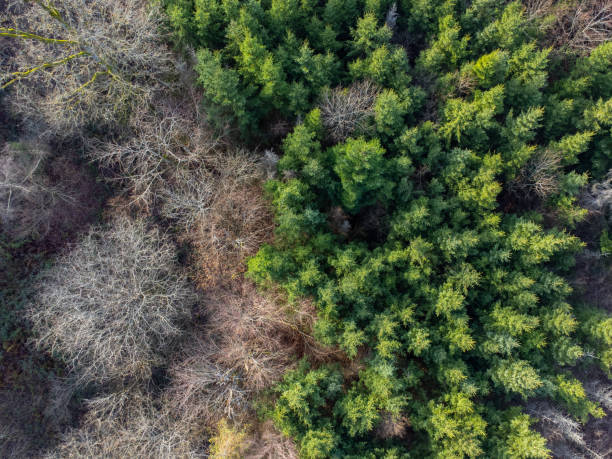 Aerial view of a mixed forest with conifer, dead and bare trees Aerial view of a mixed forest with conifer, dead and bare trees forest dieback stock pictures, royalty-free photos & images