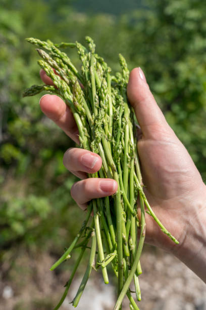 istock Green wild asparagus in hand 1457984765