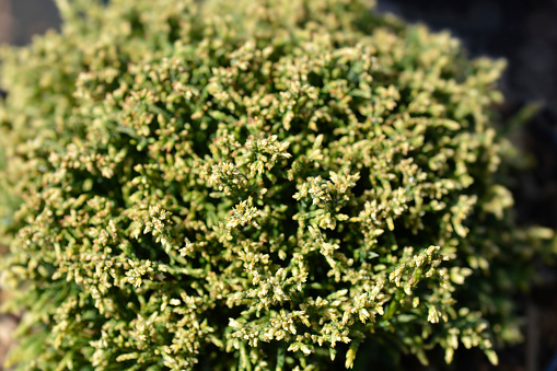 Sawara cypress White Pygmy - Latin name - Chamaecyparis pisifera White Pygmy