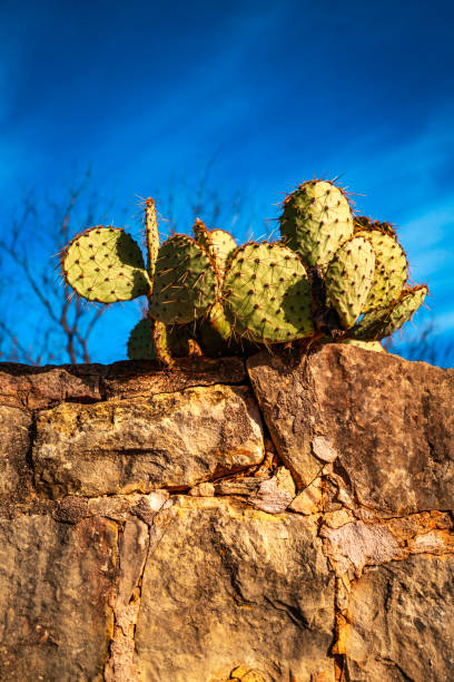 Cacti plants on top of the ruined stone wall at Historic Fort Phantom Hill in Abilene, Texas Cacti plants on top of the ruined stone wall at Historic Fort Phantom Hill in Abilene, Texas, USA abilene texas stock pictures, royalty-free photos & images