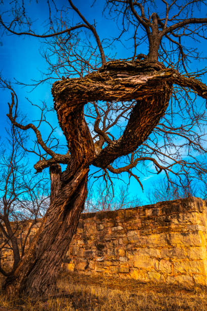 istock Old twisted dwarf tree trunks and stone walls at Historic Fort Phantom Hill in Abilene, Texas, USA 1457993145