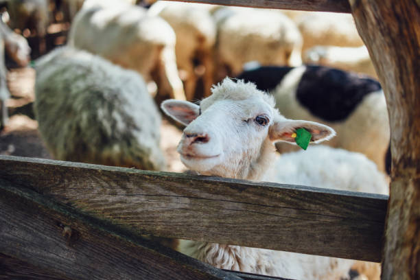 istock Cute little sheep is looking over the fence 1457995270