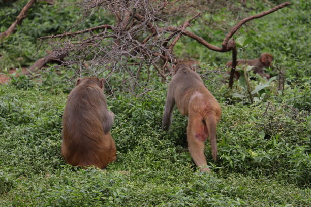 istock Three monkeys at the zoo 1457998238