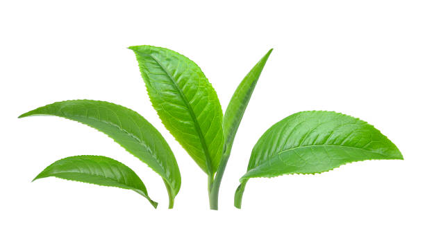 hojas de té verde aislado en blanco - green tea herbal medicine ground isolated fotografías e imágenes de stock