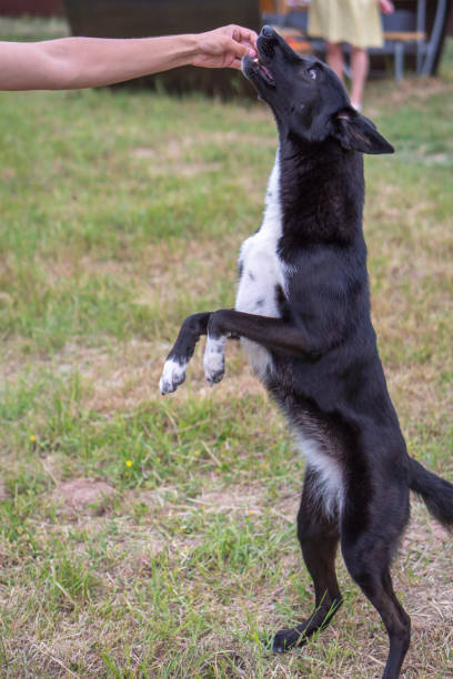 istock The dog executes commands, obeys the person 1458000385