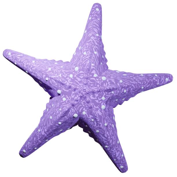 3D rendering starfish top view with five legs, tentacle rays. Marine life on coral reefs. Realistic PNG illustration isolated on transparent background