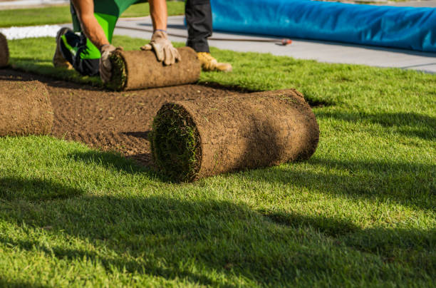 Natural Grass Turfs Rolling Over stock photo