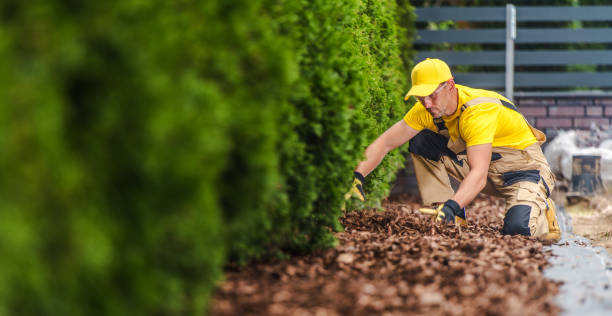 Professional Gardener Arranging the Garden Mulch in the Front Yard stock photo