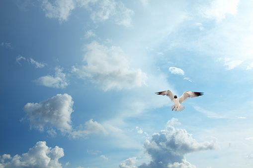 Seagull flying over sky