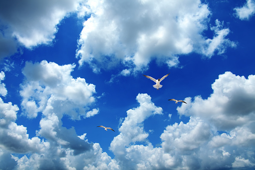 Seagulls flying over sky