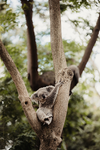 An Australian koala Bear perched in a gum tree overlooking the scenery.