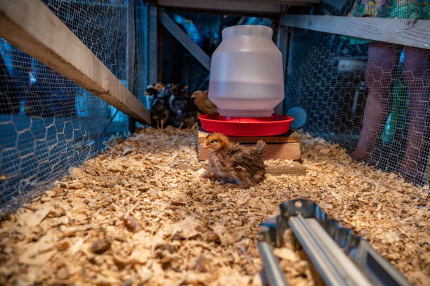 giovani pulcini all'interno di una gabbia di covata di pollo con una lampada termica, biancheria da letto da barba in legno, cibo e acqua - brooder foto e immagini stock