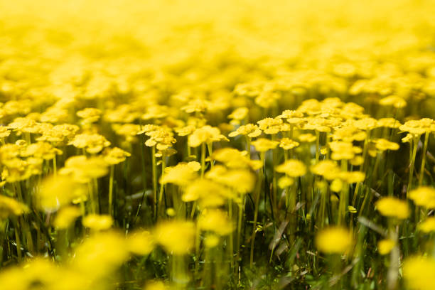 Bright yellow wild tiny flowers on spring meadow in bloom closeup, macro, blur in sunny day. Beautiful spring floral natural background.