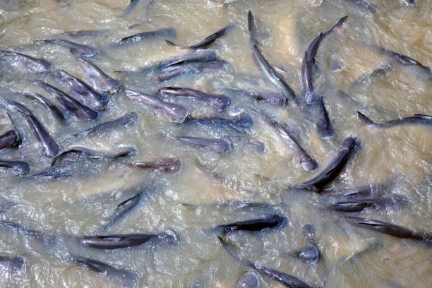 Fish feeding