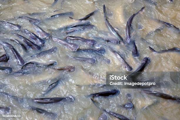 Large Group Of Freshwater Fish Swimming In River Stock Photo - Download Image Now - Fish, Catfish, Animal Skin