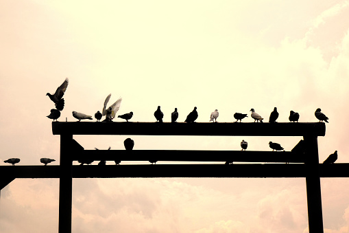 Flock Of Birds Sitting On Pole Resembling a Cross