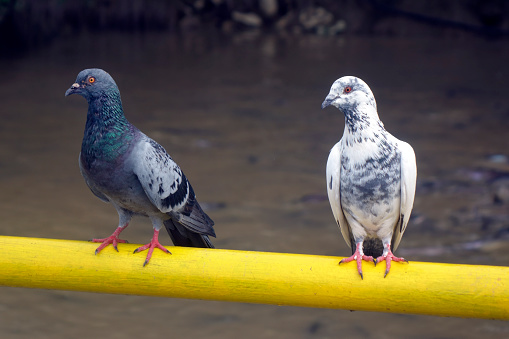 Close up pigeons