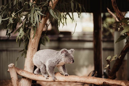 Baby Koala Bear on a tree in a natural atmosphere.