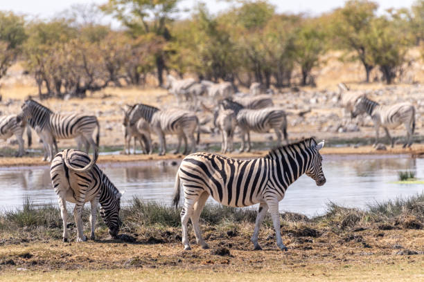 istock Zebras near a waterhole 1458005320