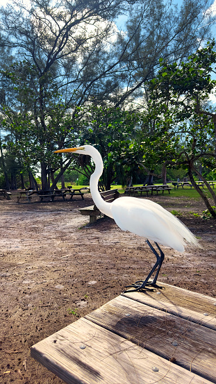 Close up tropical bird white heron in public park in Sarasota, Florida