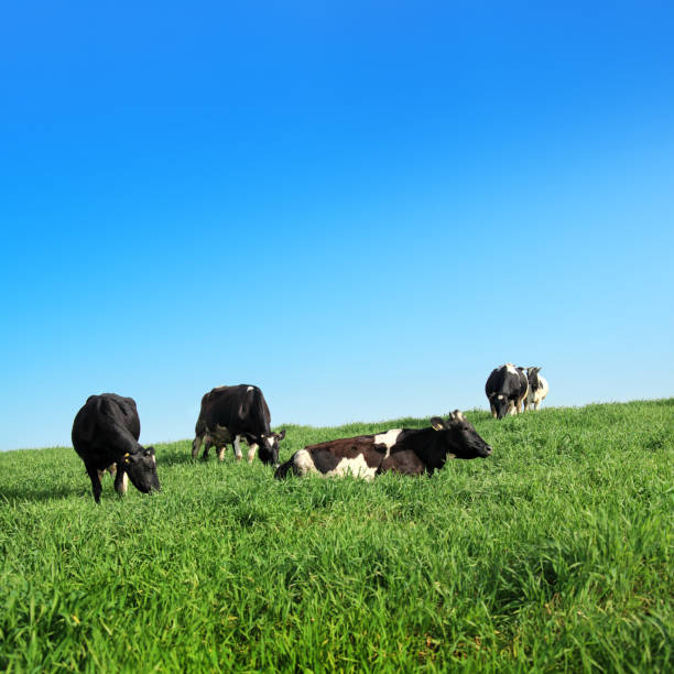 istock Organic farm cattle on green countryside landscape 1458006486