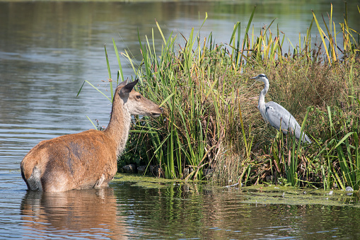 Deer trying to climb on to lake island with Heron guarding