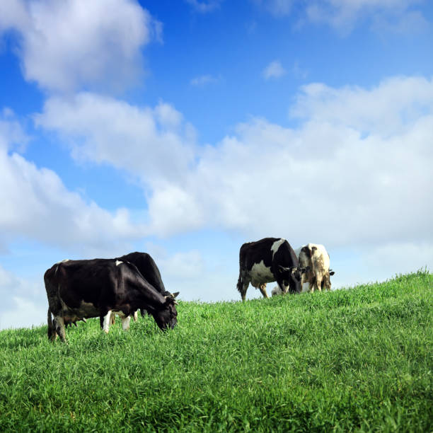 istock Organic farm cattle on green countryside landscape 1458006573